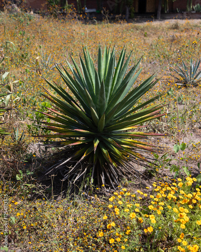 Wild agave maguey barril (Agave karwinskii) plants on an organic plantation for the production of mezcal in the Oaxaca Valley in Mexico. photo