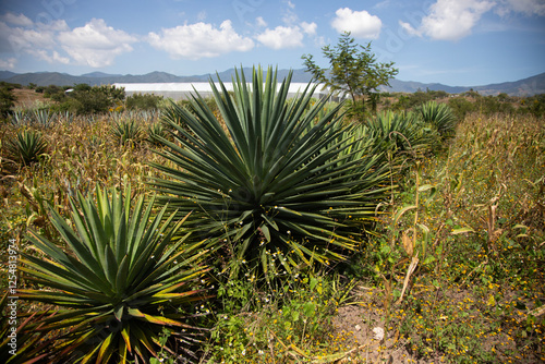 Wild agave maguey barril (Agave karwinskii) plants on an organic plantation for the production of mezcal in the Oaxaca Valley in Mexico. photo