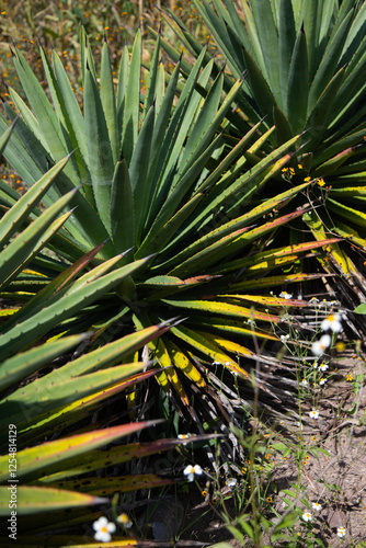 Wild agave maguey barril (Agave karwinskii) plants on an organic plantation for the production of mezcal in the Oaxaca Valley in Mexico. photo