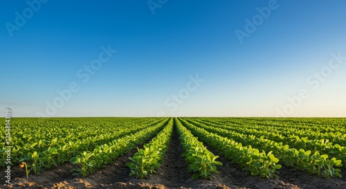 soybean growth in farm with blue sky background. agriculture plant seeding growing step concept