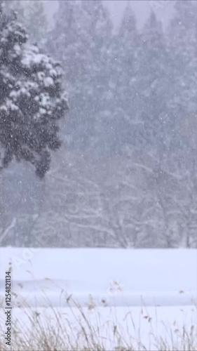 雪がちらちら降る冬の自然風景　縦型動画　サイネージ