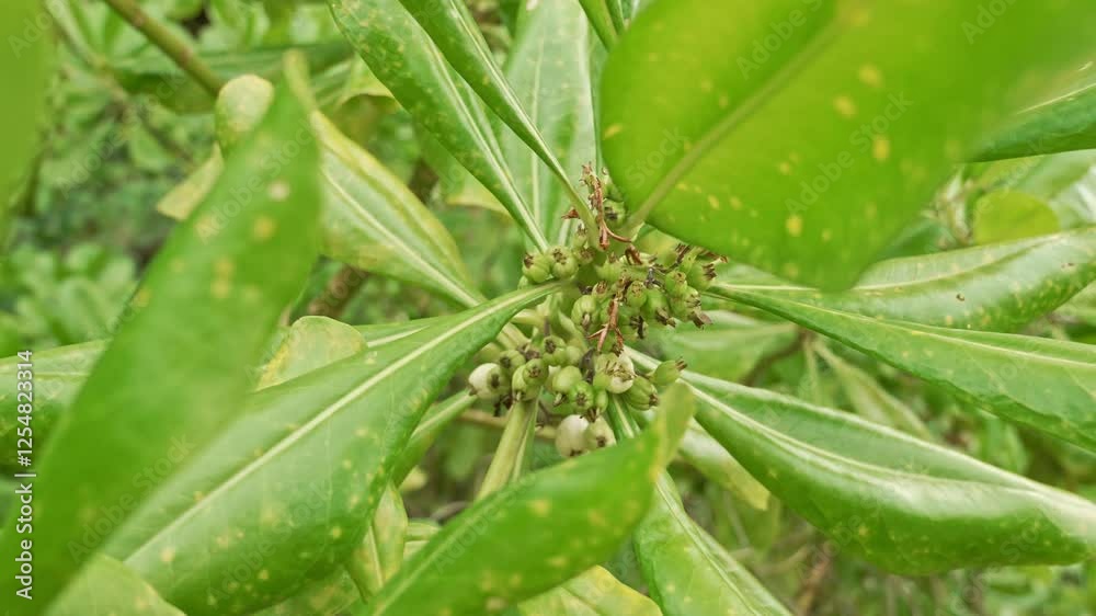 Close examination reveals a plant featuring healthy green leaves and clusters of small buds, thriving in a green garden setting filled with natural beauty.