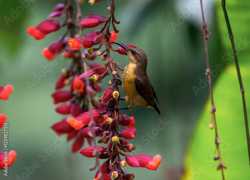 Sunbird female looking for food perched on a branch. Close up, selective focus. photo