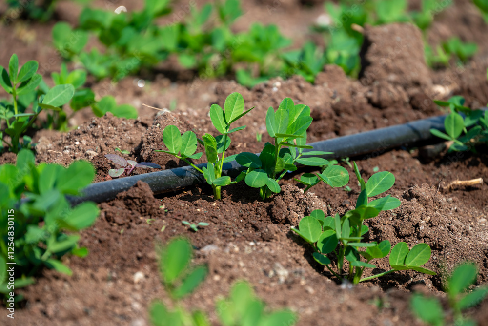Peanut plant sprout growing in farm field. Peanut (groundnut) plant seedling green leaf. Peanut crop seedling plantation. Organic groundnut plant sprout grow in nut farm. Peanut plant sprout growing in farm field. Peanut (groundnut) plant seedling green leaf. Peanut crop seedling plantation. Organic groundnut plant sprout grow in nut farm.