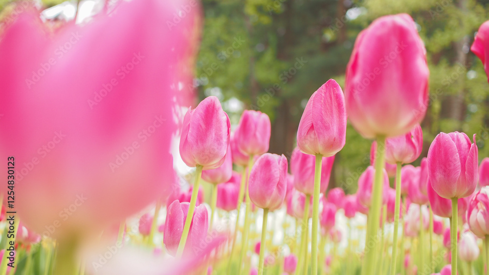 Fototapeta premium 花,チューリップ,日本,春,春の花,自然,清らか