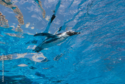 空を飛んでいるかのように水中を気持ちよさそうに泳いでいるペンギン