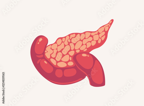 Illustration of an Human Organs Pancreas