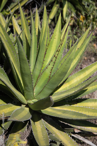 Wallpaper Mural Wild maguey jabali (Agave Convallis) plants on an organic plantation for the production of mezcal in the Oaxaca Valley in Mexico. Torontodigital.ca