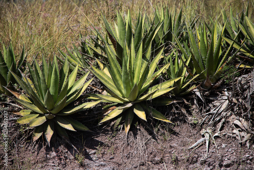 Wild maguey jabali (Agave Convallis) plants on an organic plantation for the production of mezcal in the Oaxaca Valley in Mexico. photo