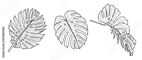 Hand drawn monstera leaf outlines isolated on white background