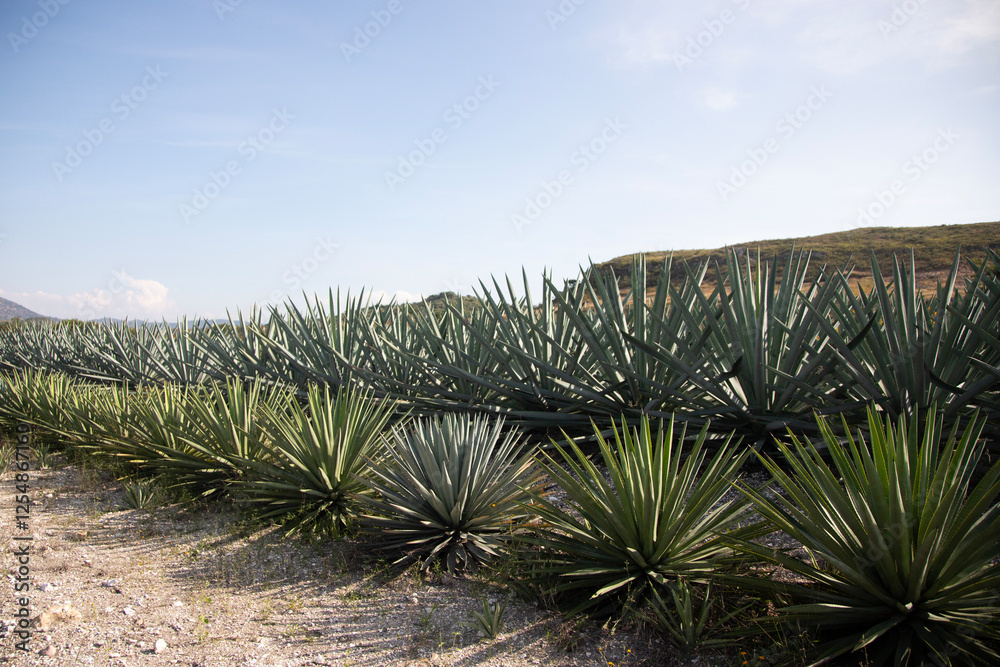 Wild maguey or agave plants on an organic plantation for the production of mezcal in the Oaxaca Valley in Mexico. Wild maguey or agave plants on an organic plantation for the production of mezcal in the Oaxaca Valley in Mexico.