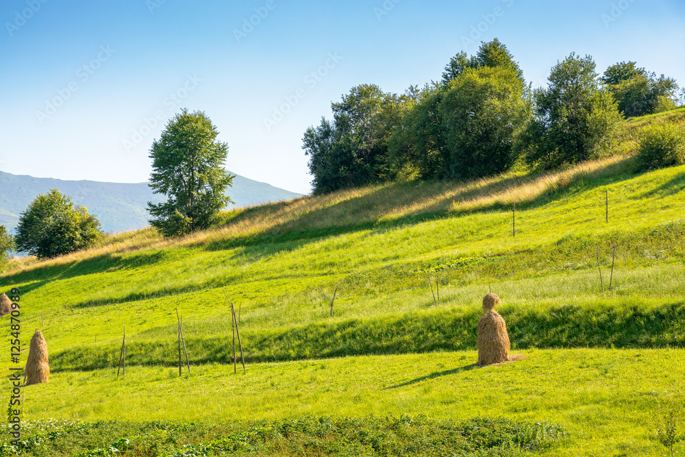 haystacks on the agricultural field near the forest. blue sky. rural landscape at the foot of the mountain in summer. beautiful countryside scenery in evening light. green hill