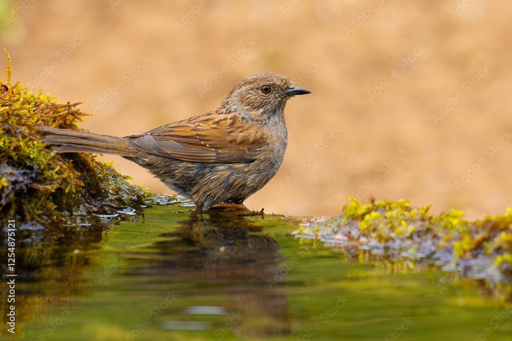 Obraz premium Dunnock came for water