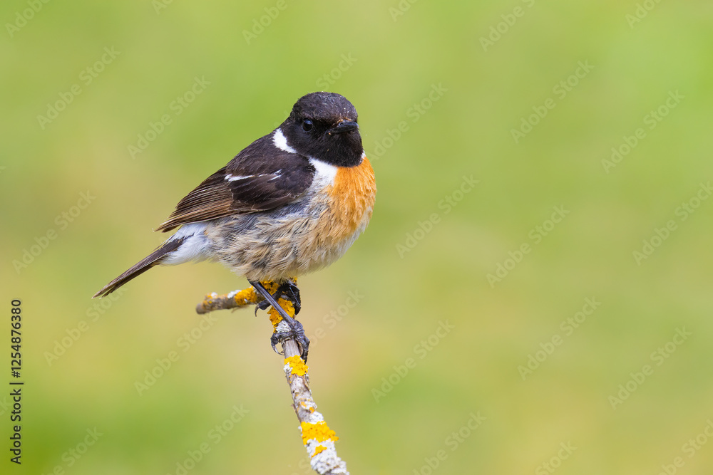 European Stonechat on a branch