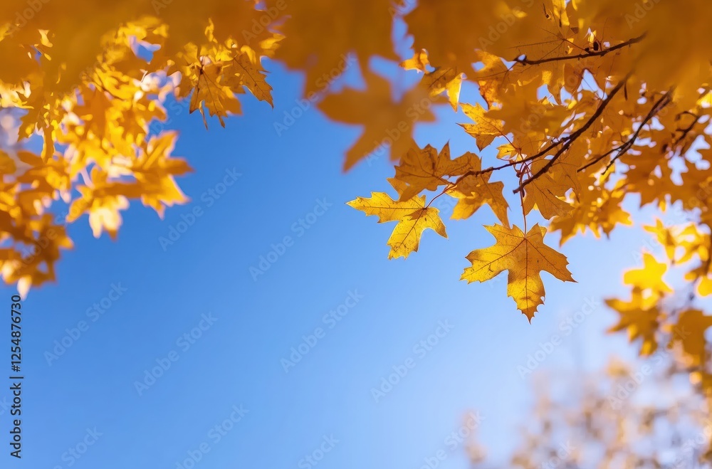 Fall Leaves Glowing Brightly Against Clear Blue Sky with Serene Beauty Fall Leaves Glowing Brightly Against Clear Blue Sky with Serene Beauty