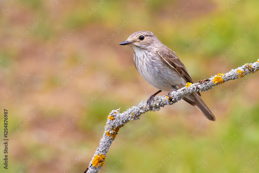 Spotted Flycatcher on a branch Spotted Flycatcher on a branch