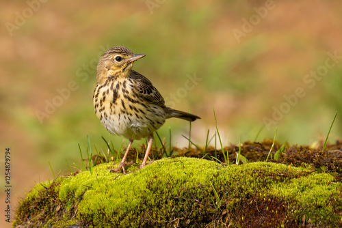 Tree Pipit on the moss