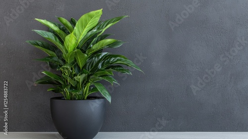 Houseplant in dark pot against gray wall. Potted peace lily. Interior decor photo