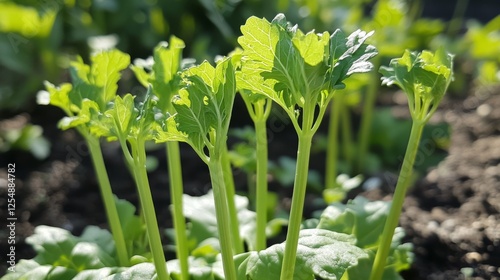27.A detailed closeup of green stem lettuce plants growing in a sunny garden, showcasing their vibrant green foliage and healthy, upright stems.