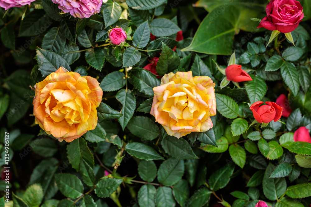 Close-up photo of a yellow rose flower in bloom Close-up photo of a yellow rose flower in bloom