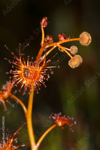 Sticky leaves of the carnivorous sundew Drosera yilgarnensis with flower buds, Hyden, Western Australia photo