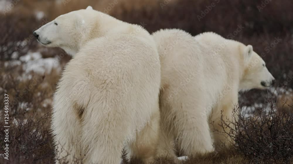 Two polar bears roam the rugged tundra, their thick fur blending with the snowy landscape. They appear alert as they search for food amidst the sparse vegetation.