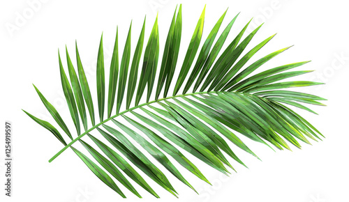 Tropical palm foliage 3d rendering, vector illustration, transparent background, green palm leaves, cut-out, tropical plants, exotic greenery, nature design, summer foliage, palm fronds
