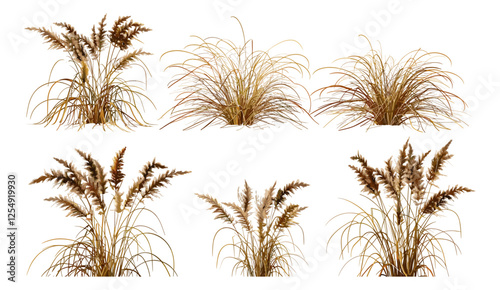 dried grass vector illustration, clip-art, isolate on transparent background, png grass design, nature, plant, natural decor, vector clip-art for background or design use, grass leaves,