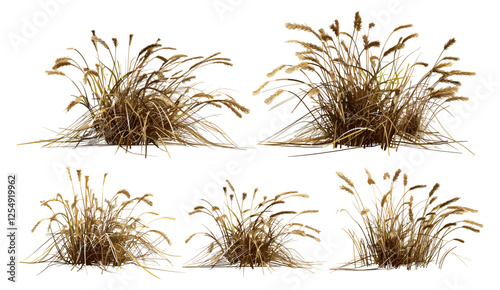 dried grass vector illustration, clip-art, isolate on transparent background, png grass design, nature, plant, natural decor, vector clip-art for background or design use, grass leaves,