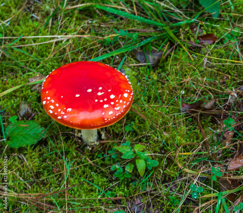 Isolated Amanita muscaria mushroom photo