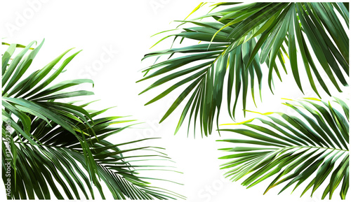 palm leaves, cut-out foliage, vector illustration, transparent background, tropical greenery, exotic plants, nature design, lush summer leaves, realistic foliage
