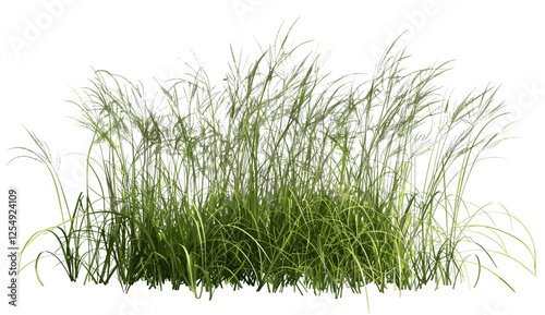 3d rendering prairie grass field png file, vector illustration, cut out prairie grass, nature background, green grass, landscape design, outdoor scene, summer field, natural environment
