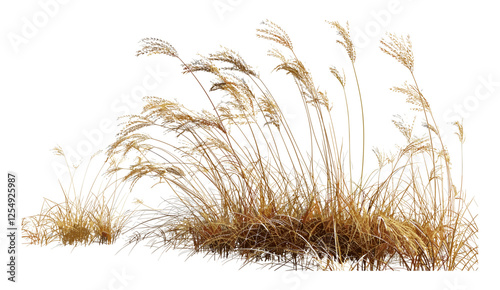 Overgrown field, dried grass cutout, 3D render illustration, vector illustration, wild meadow, nature PNG, dry field, countryside grass, autumn scenery, realistic plant, natural texture,