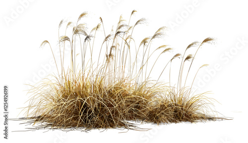 cutout dried grass, overgrown field, vector illustration, nature background, dry meadow, isolated PNG, wild grass, autumn landscape, countryside scene