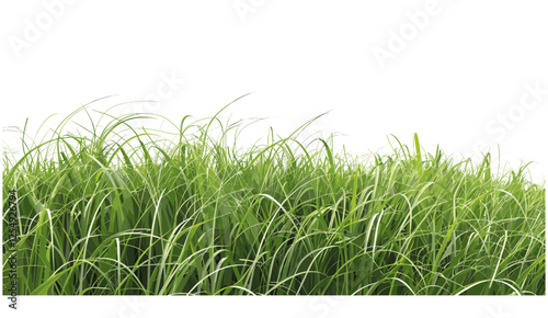 Vector illustration, grass fields, PNG file, cutout foreground, 3D rendering, meadow, greenery, transparent background, nature, landscape, isolated, spring, eco, plant, outdoor, scenic