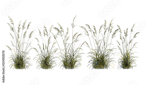Meadow grass field shape, transparent backgrounds, vector illustration, png file, nature, outdoor, green, wild, botany, eco, flora, scenery, countryside, fresh, spring, summer, lawn