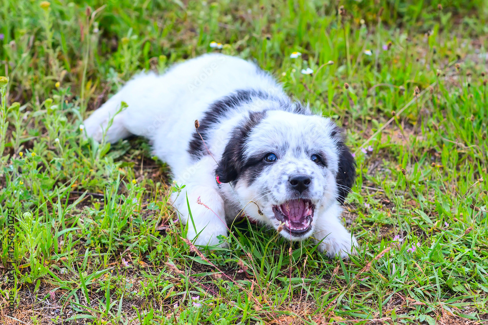 Fototapeta premium Puppy lying in the grass and barking, close up portrait