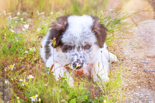 Puppy sniffing the flower, close-up portrait photo