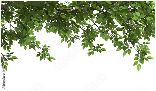 Green tree branches vector illustration, leafy cutout background, nature theme, fresh leaves design, green foliage, environmental concept, tree silhouette, nature wallpaper, outdoor