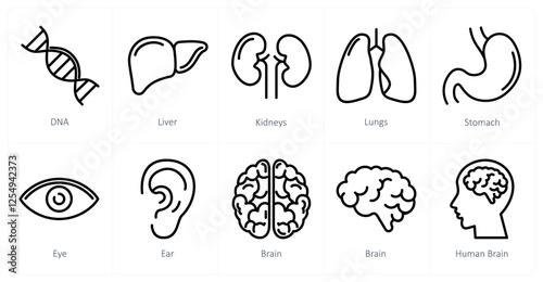 A set of 10 medical icons as dna, liver, kidneys