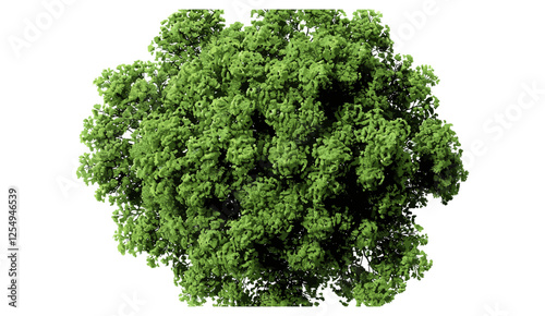 Greenery tree vector illustration top view 3d render, transparent background, nature, foliage, green leaves, environmental, outdoor, forest, landscape, botanical