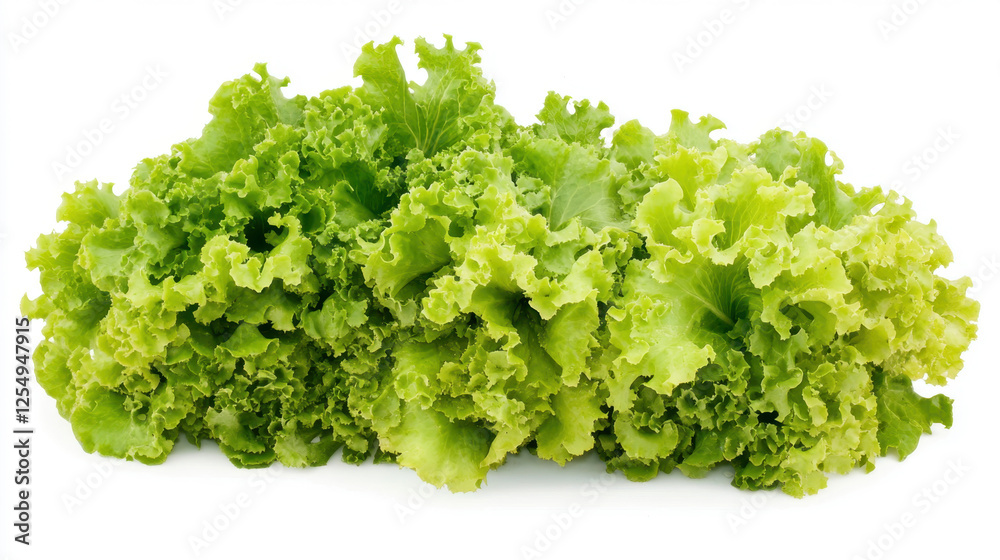 Hydroponics system growing lettuce. Fresh lettuce. Clipping path included. Isolated on pure white. Hydroponics system growing lettuce. Fresh lettuce. Clipping path included. Isolated on pure white.