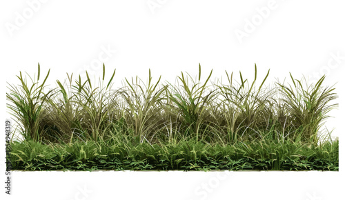 High tropics grass meadow, flora growth, row cutout, PNG file, tropical plants, vibrant meadow, lush green grass, nature background, beautiful flora, summer greenery