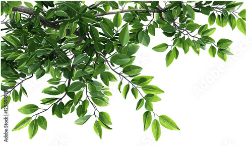 Isolate green tree branch leafs, corner composition, vector illustration, 3D illustration, PNG, botanical, nature, eco, fresh leaves, forest, foliage, clipart, design element