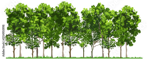 Vector illustration green trees landscape woods front view transparent background isolated nature environment, forest, outdoor scene, eco-friendly, natural habitat, greenery, wild nature