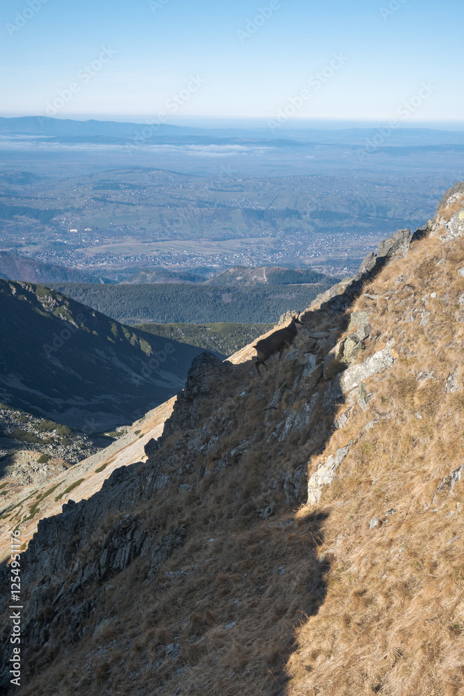 Chamois, meeting on a high-mountain tourist trail. High Tatras.