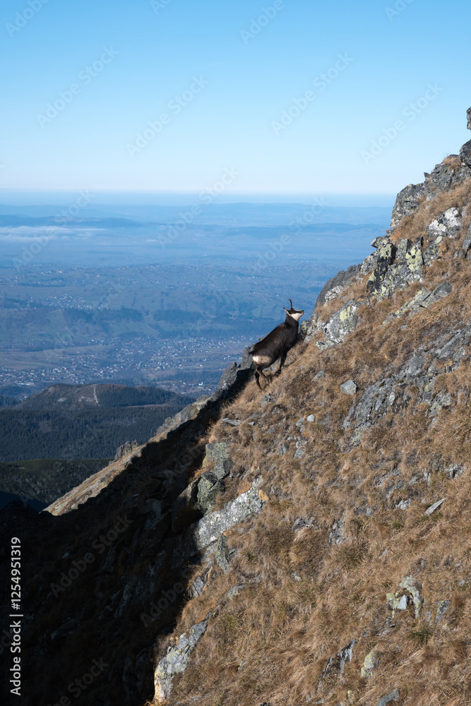 Chamois, meeting on a high-mountain tourist trail. High Tatras.