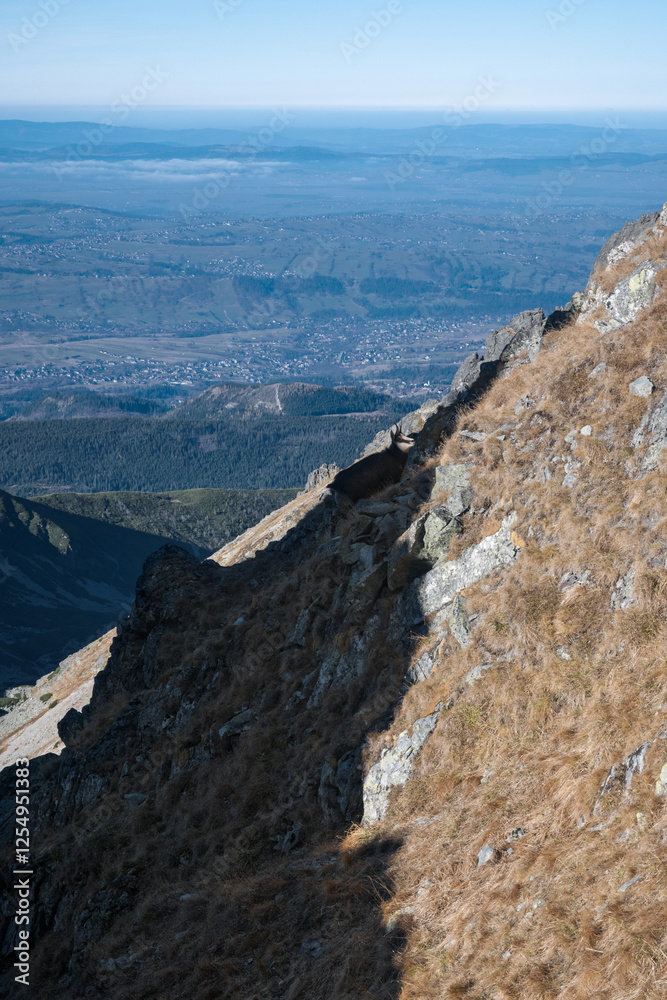Chamois, meeting on a high-mountain tourist trail. High Tatras.