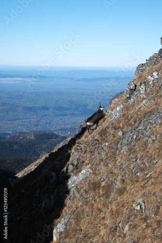 Obraz na płótnie Chamois, meeting on a high-mountain tourist trail. High Tatras.
w salonie