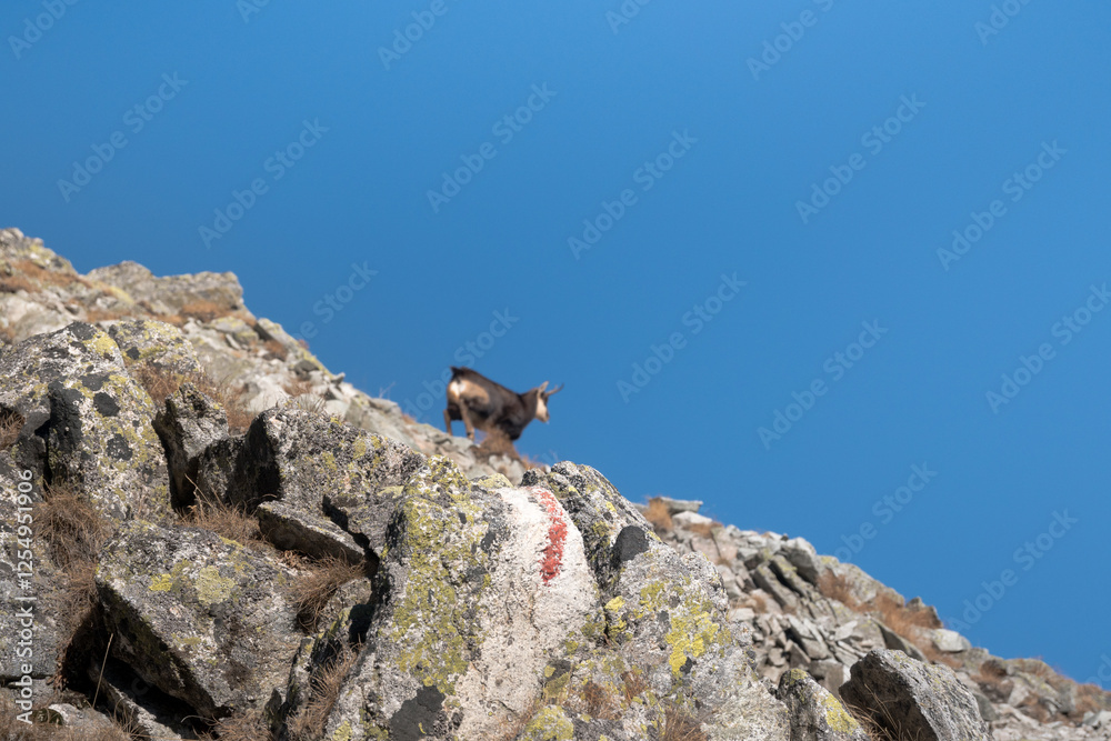 Chamois, meeting on a high-mountain tourist trail. High Tatras.